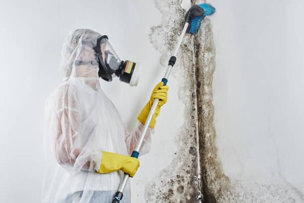 Best Emergency Mold Remediation in Jackson, MO