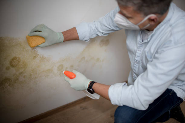 Best Crawl Space Mold Remediation in Jackson, MO