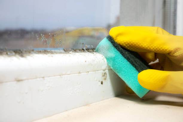 Best Basement Mold Remediation in Jackson, MO