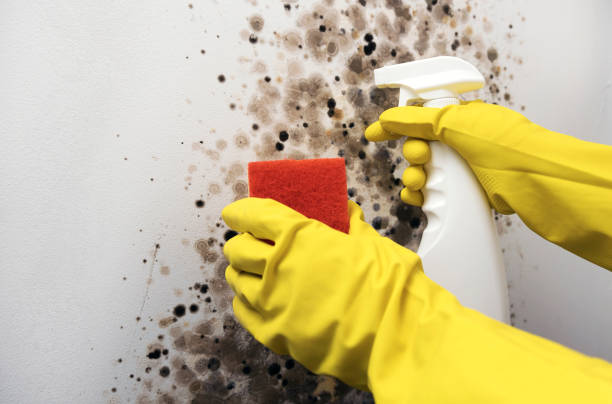 Best DIY Mold Remediation Support Services in Jackson, MO