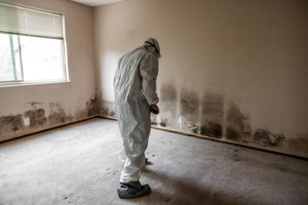 Best Residential Mold Remediation in Jackson, MO