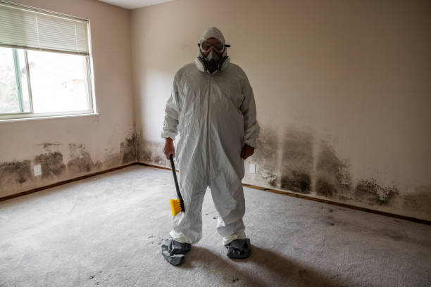 Best White Mold Remediation in Jackson, MO