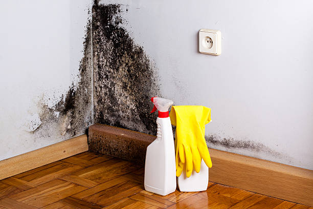 Best Health and Safety Mold Remediation in Jackson, MO