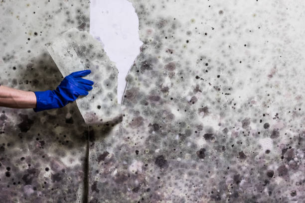 Best Mold Testing and Inspection Services in Jackson, MO