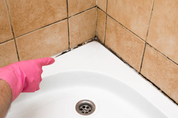 Best Basement Mold Remediation in Jackson, MO